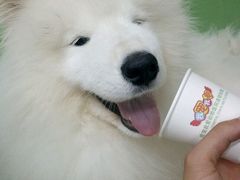 -瑞派宠物医院·24小时骨科·心脏·核磁(哈尔滨南岗店)