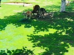 -西霞口神雕山野生动物世界