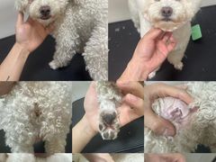 -悠尼宠物·独立低压伊珊娜洗护·美容·寄养(兰谷路店)