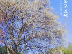 -西溪国家湿地公园