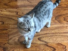 -吉野家(凯旋购物广场店)