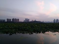 -月湖风景区