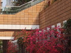 -香港大学