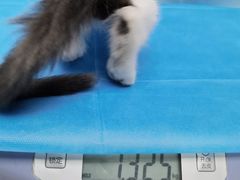 -纳吉亚猫专科动物诊疗中心(蒋宅口分院)