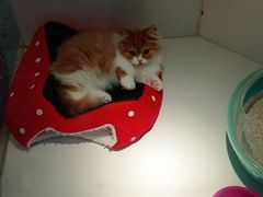 -龟与熊猫宠物公园(南坪店)