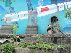 -中国大熊猫保护研究中心雅安碧峰峡基地