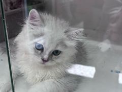 -毛绒耶耶撸宠馆·猫咖·狗咖·荷兰猪咖