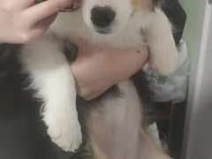 -爱侣宠医·鹦鹉专科·小型哺乳类·异宠专科(灵石路店)