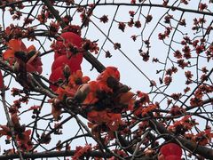 -南国桃园旅游度假区