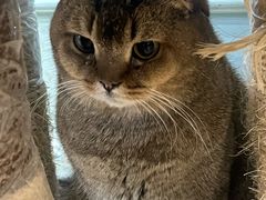 -安格丽娜·狗咖·猫咖羊驼咖(春熙路百盛商场店)