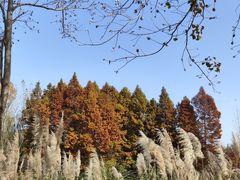 -溱湖国家湿地公园