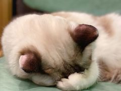 -猫色咖啡·猫咖
