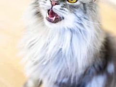 -猫和宫(六道口店)