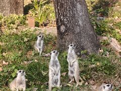 -合肥野生动物园