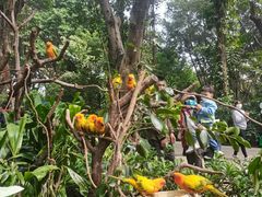 -广州长隆飞鸟乐园