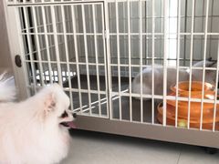 -乐琪宠物医院·犬猫专科·骨外科·急重症