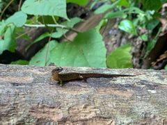 -西双版纳原始森林公园