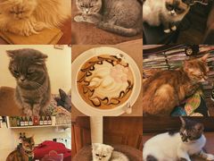 -猫色咖啡·猫咖
