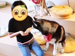-Husky Go! 哈士奇体验馆·宠物咖啡厅狗咖