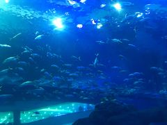 -成都浩海立方海洋公园