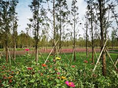 -溱湖国家湿地公园