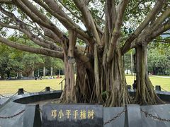-深圳仙湖植物园