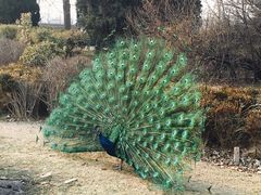 -北京麋鹿生态实验中心