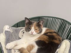 -Cappucimeow猫咪咖啡馆(韦伯时代店)
