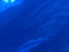 -迪拜水族馆及水下动物园
