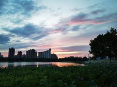 -莲花池公园