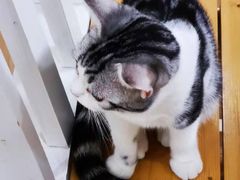 -李小姐の猫咖啡馆(五角场店)