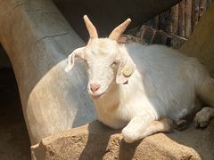 -青岛森林野生动物世界