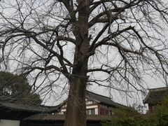 -常熟方塔园