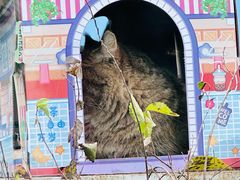 -青藏高原野生动物园