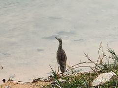 -福田红树林生态公园