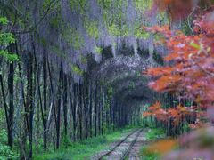 -合肥滨湖国家森林公园