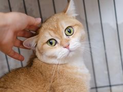 -有猫主题·治愈系猫咖(曾厝垵店)