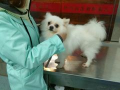 -顺强宠物诊所·狂犬免疫·夜诊·骨科(嘉定店)