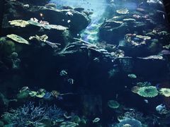-暹罗海洋世界
