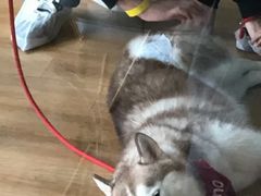 -Husky Go! 哈士奇体验馆·宠物咖啡厅狗咖