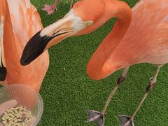 -上海野生动物园老虎餐厅