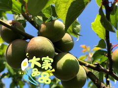 -林屋梅海青梅保护基地