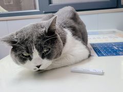-伟伟宠物医院·CT影像中心·瑞派犬猫综合性门诊(汉口总院)