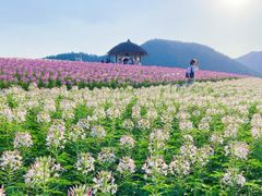 -径山花海
