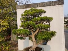 -扬州大运河文化旅游度假区·盆景园