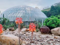 -深圳仙湖植物园