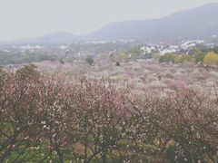 -香雪海