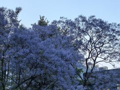 -四川大学(望江校区)