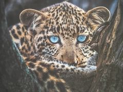 -罗红摄影艺术馆