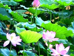 -荔湾湖公园